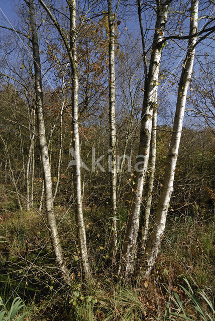 Berk (Betula)