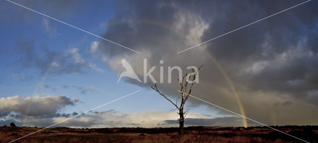 Berk (Betula)