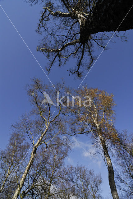 Berk (Betula)