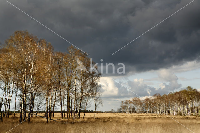 Berk (Betula)