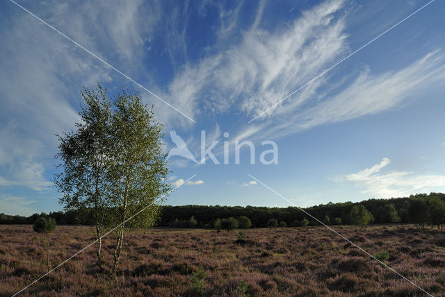 Berk (Betula)