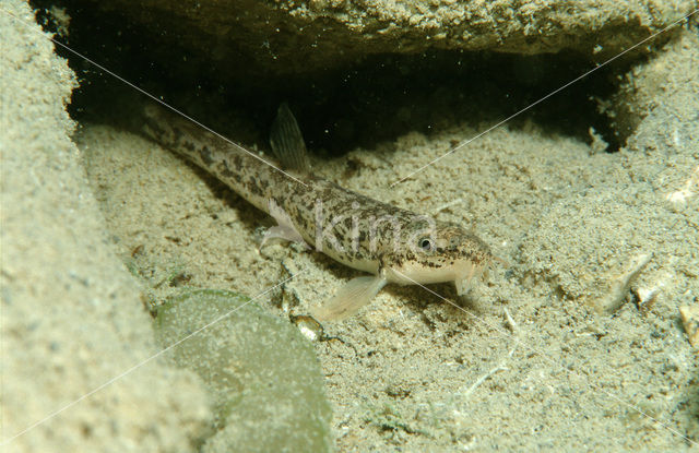 Stone Loach (Barbatula barbatula