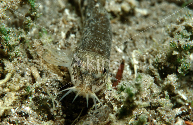 Stone Loach (Barbatula barbatula