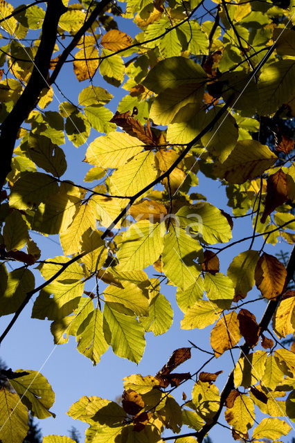 Beuk (Fagus spec.)