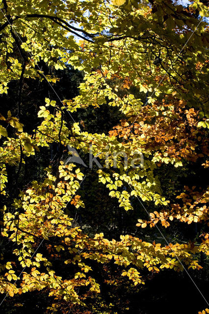 Beech (Fagus spec.)