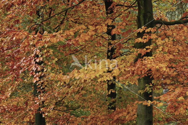 Beech (Fagus sylvatica)