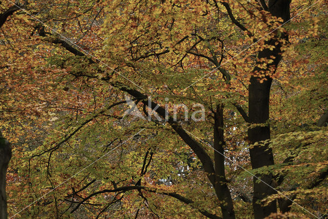 Beech (Fagus sylvatica)