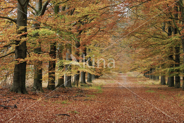 Beech (Fagus sylvatica)