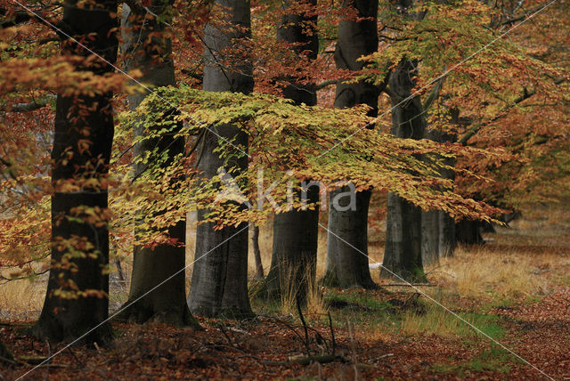 Beech (Fagus sylvatica)