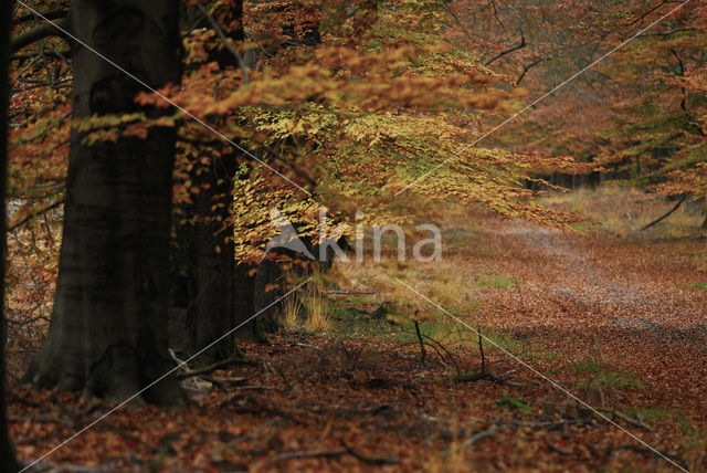 Beech (Fagus sylvatica)