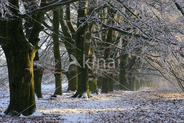 Beuk (Fagus sylvatica)