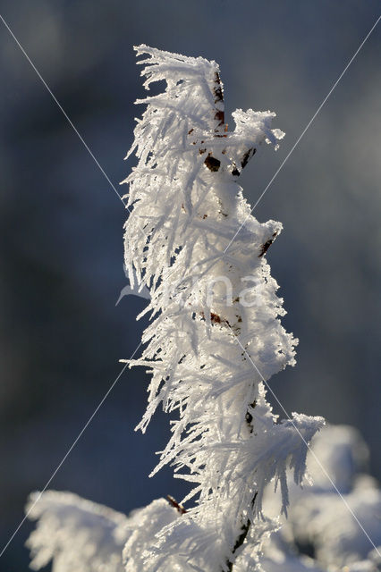 Beech (Fagus sylvatica)