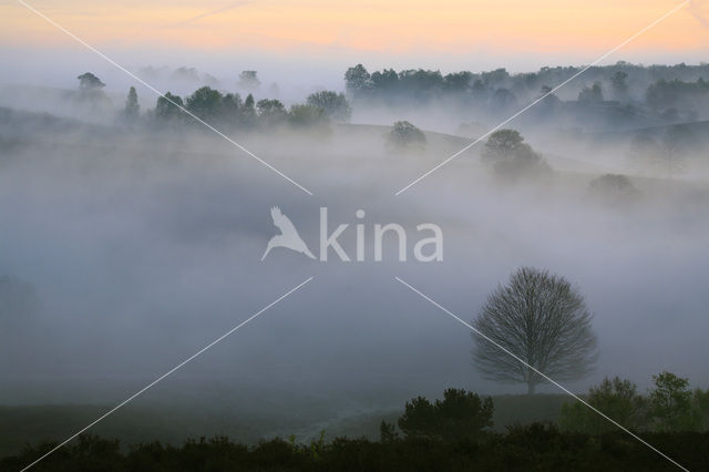 Beech (Fagus sylvatica)