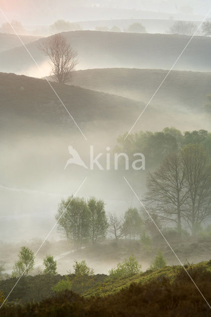 Beech (Fagus sylvatica)