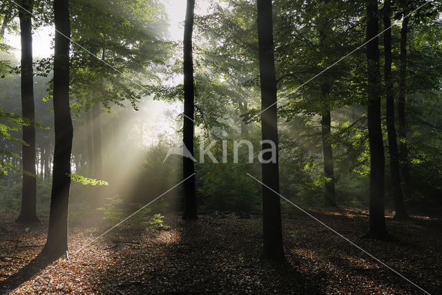 Beech (Fagus sylvatica)