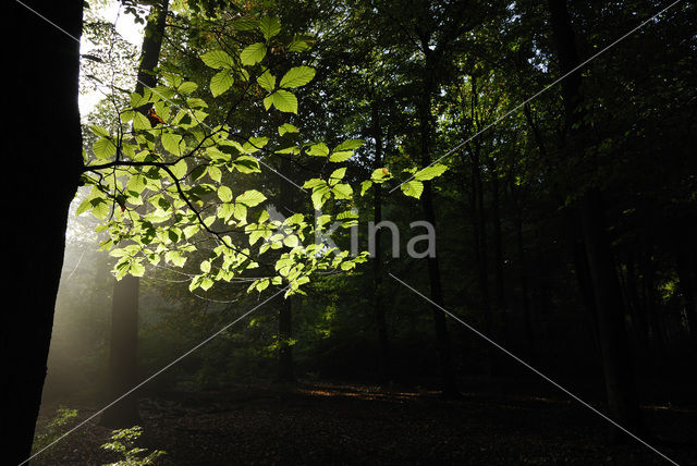 Beuk (Fagus sylvatica)