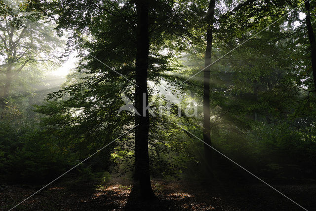 Beech (Fagus sylvatica)