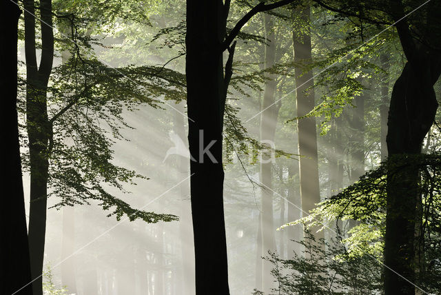 Beuk (Fagus sylvatica)