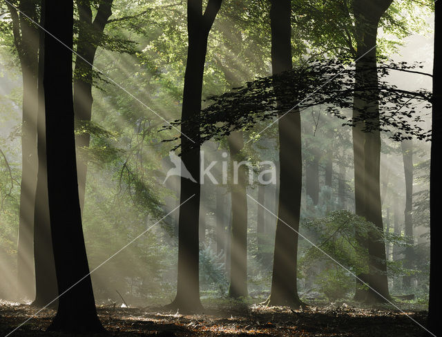 Beech (Fagus sylvatica)