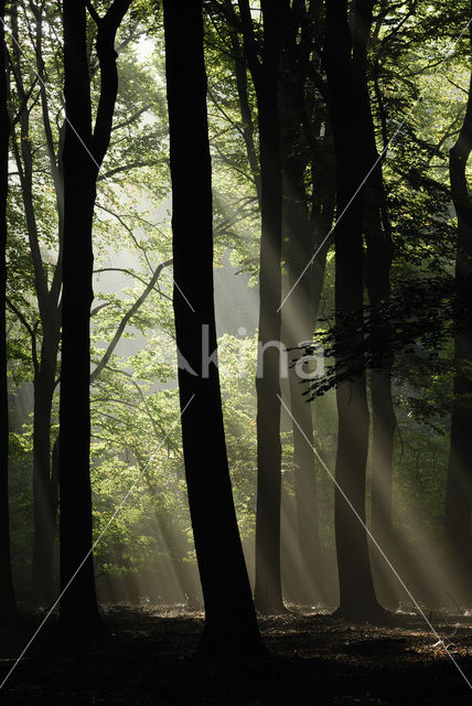 Beech (Fagus sylvatica)