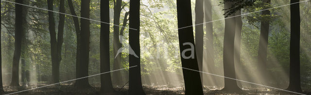 Beech (Fagus sylvatica)