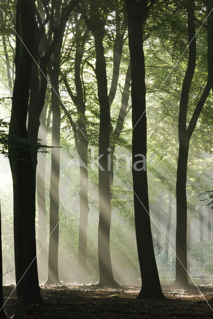 Beuk (Fagus sylvatica)