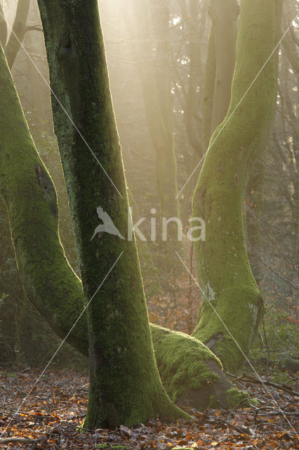 Beuk (Fagus sylvatica)