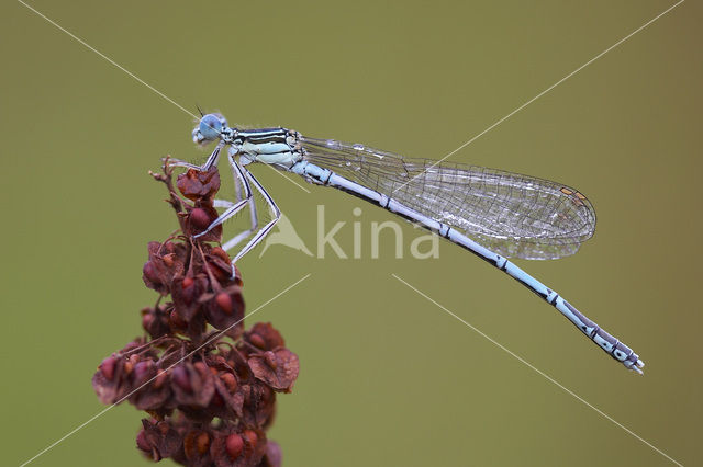 Blauwe breedscheenjuffer (Platycnemis pennipes)