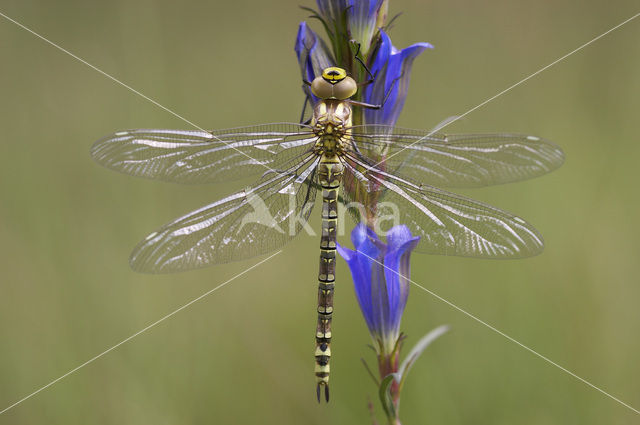 Blauwe glazenmaker (Aeshna cyanea)