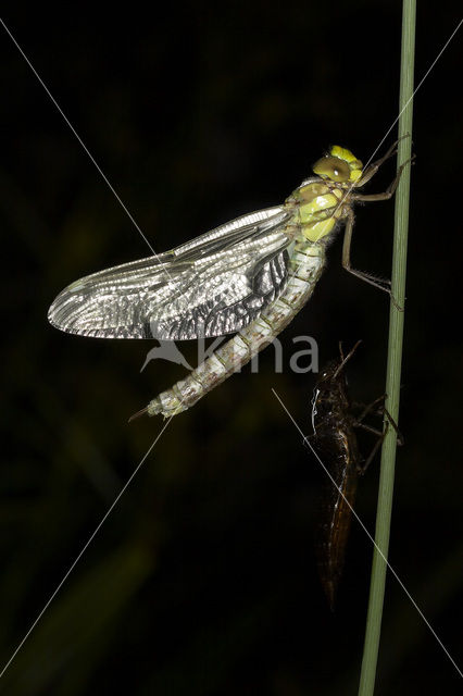 Blauwe glazenmaker (Aeshna cyanea)