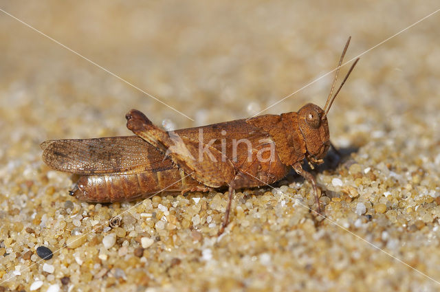 Blauwvleugelsprinkhaan (Oedipoda caerulescens)