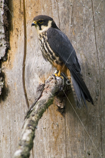 Boomvalk (Falco subbuteo)