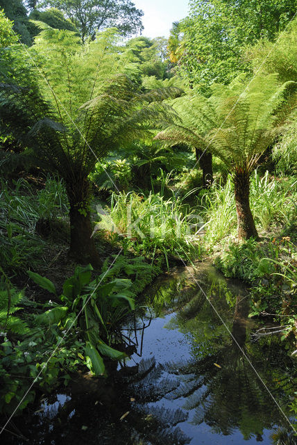 Boomvaren (Cyathea spec.)