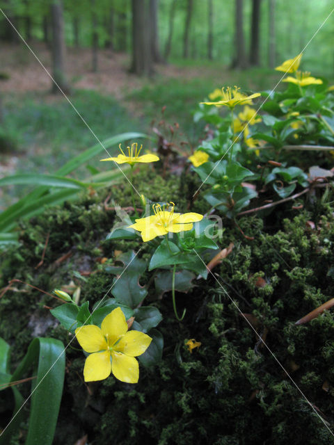 Yellow Pimpernel (Lysimachia nemorum)