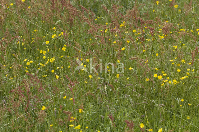 Boterbloem (Ranunculus)