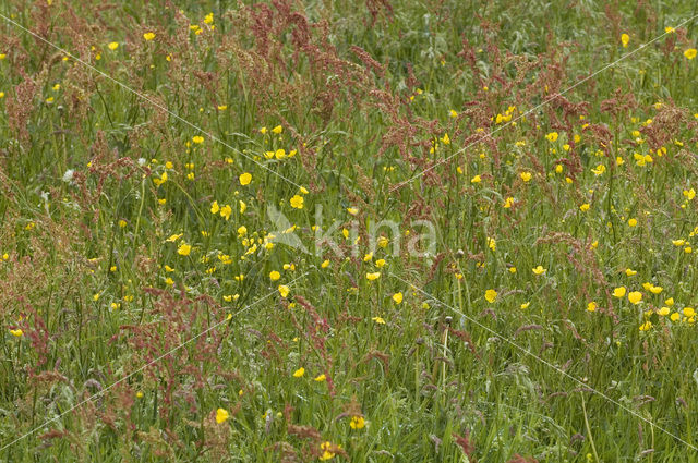 Boterbloem (Ranunculus)