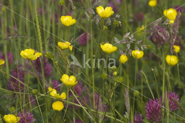 Buttercup (Ranunculus)