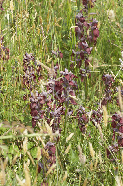 Heart-Flowered Orchid (Serapias cordigera)