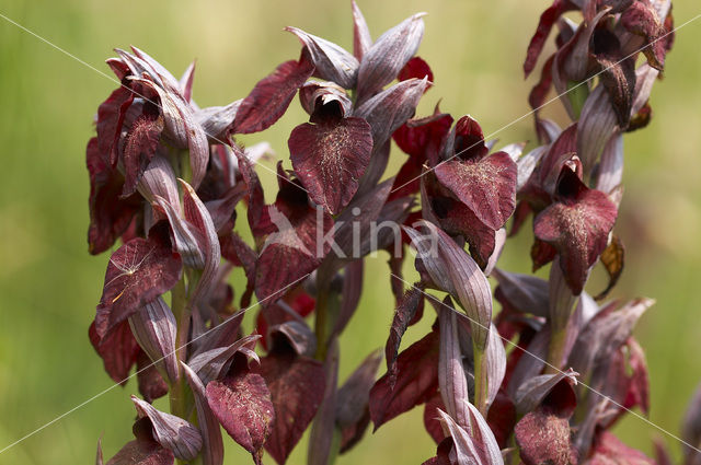 Heart-Flowered Orchid (Serapias cordigera)