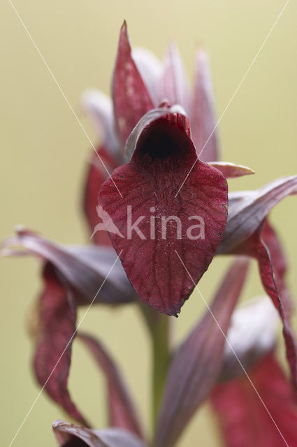 Heart-Flowered Orchid (Serapias cordigera)