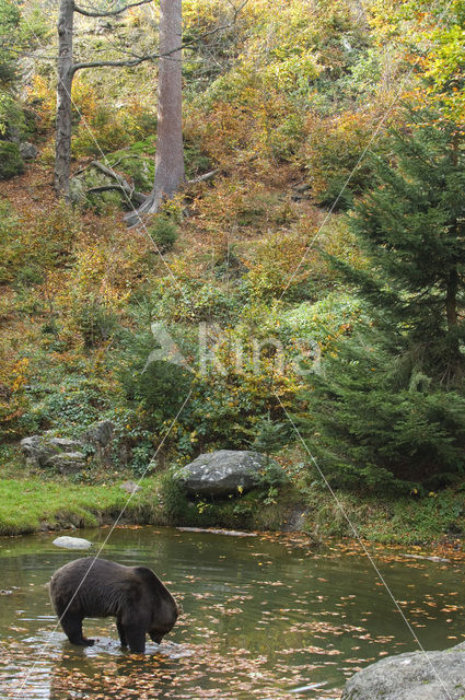 Bruine beer (Ursus arctos)