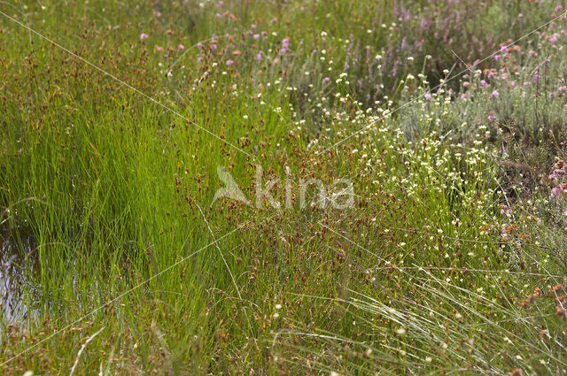 Bruine snavelbies (Rhynchospora fusca)