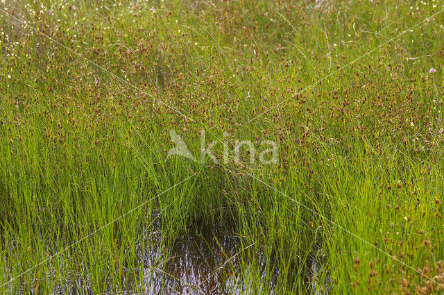 Bruine snavelbies (Rhynchospora fusca)