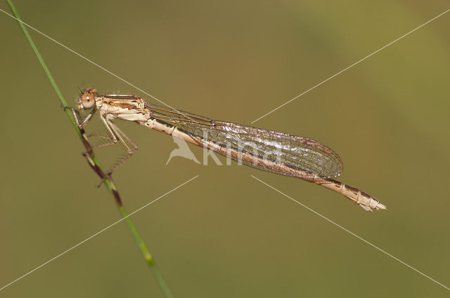 Bruine winterjuffer (Sympecma fusca)