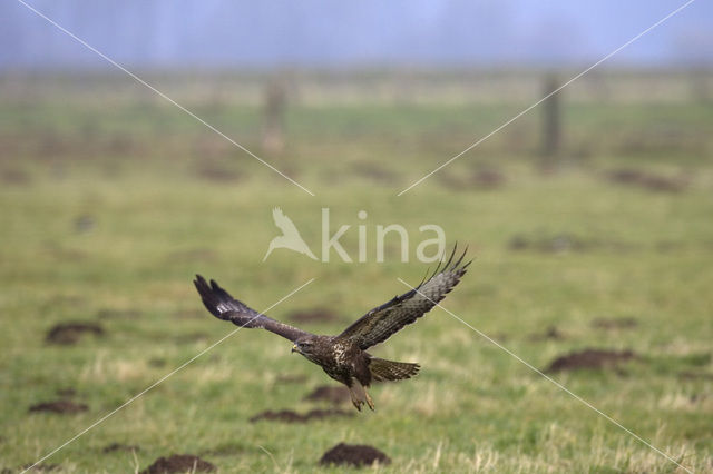 Buizerd (Buteo buteo)