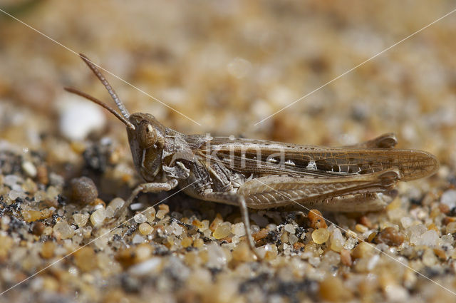 Calephorus compressicornis (Acrydium compressicornis)