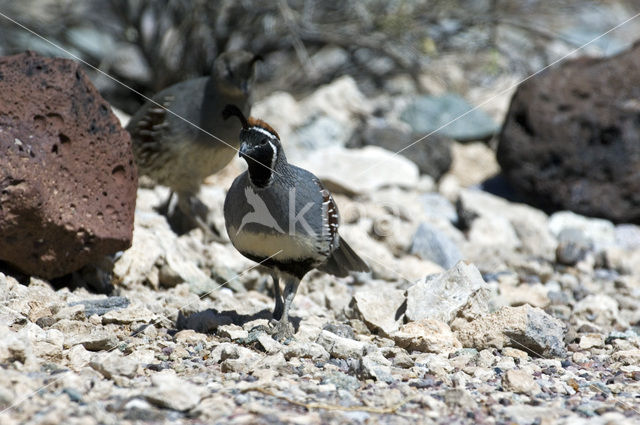 Californische kuifkwartel (Lophortyx gambelii)