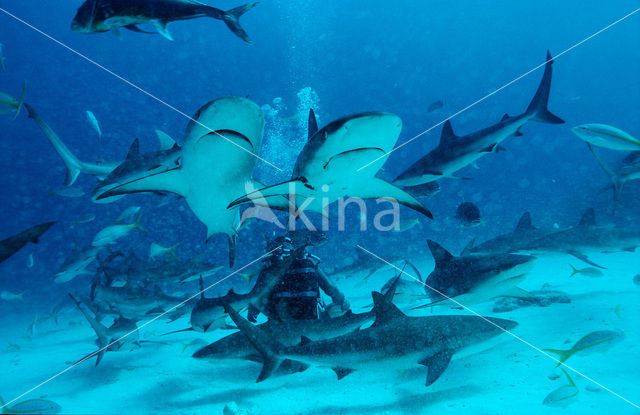 Caribische rifhaai (Carcharhinus perezi)