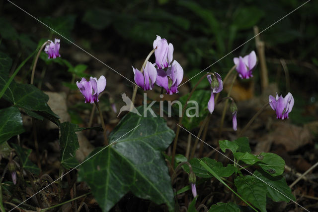 Cyclaam (Cyclamen europaeum)