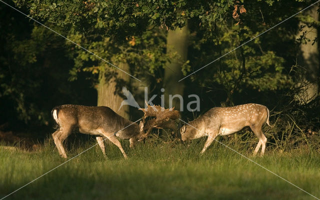 Fallow Deer (Dama dama)